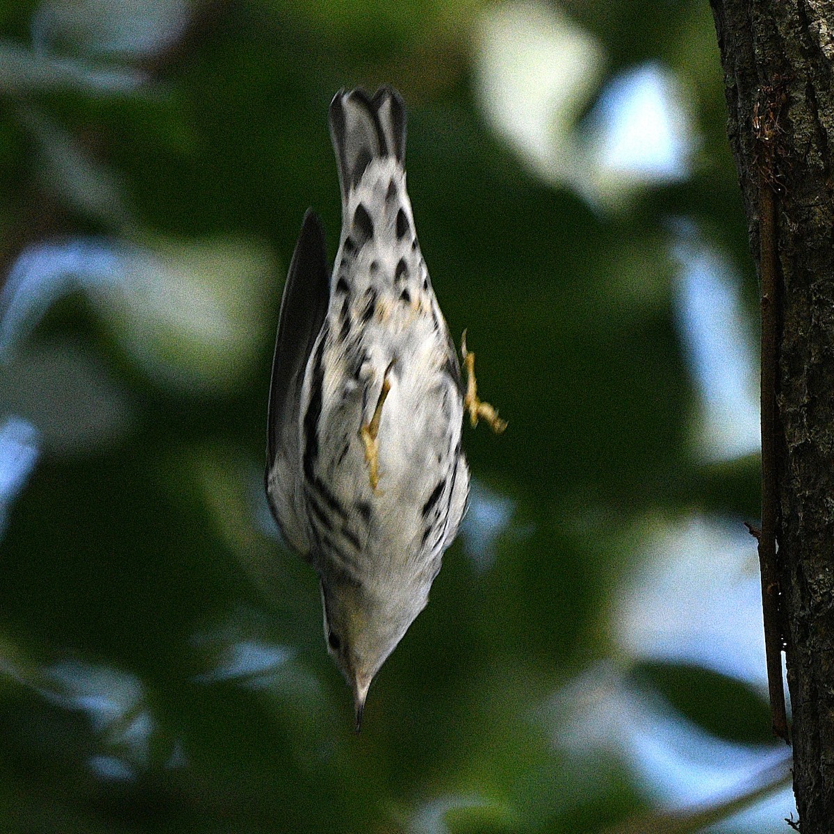 Black-and-white Warbler - ML643527639