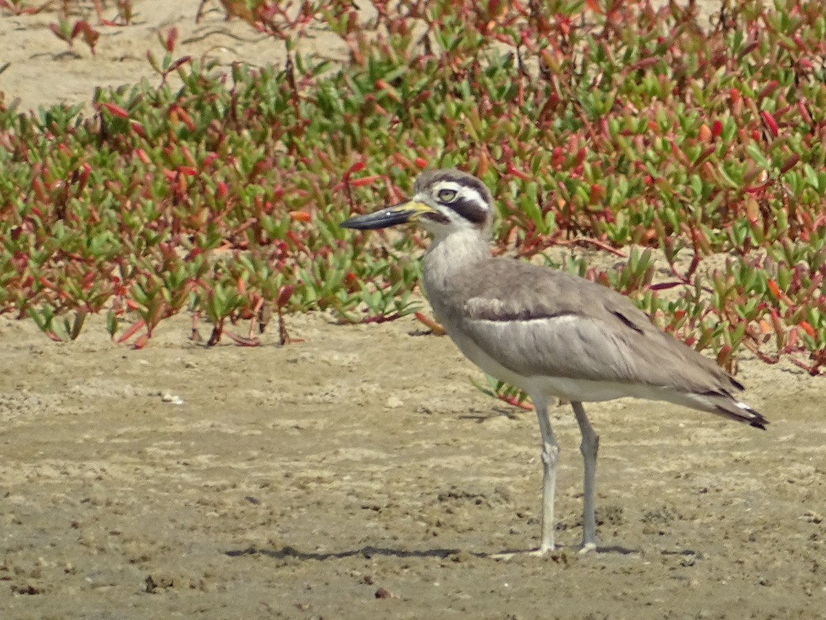 Great Thick-knee - ML643527641