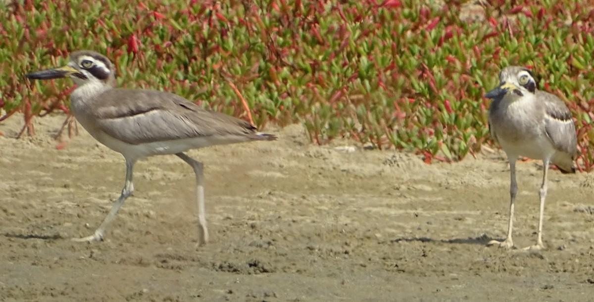 Great Thick-knee - ML643527642