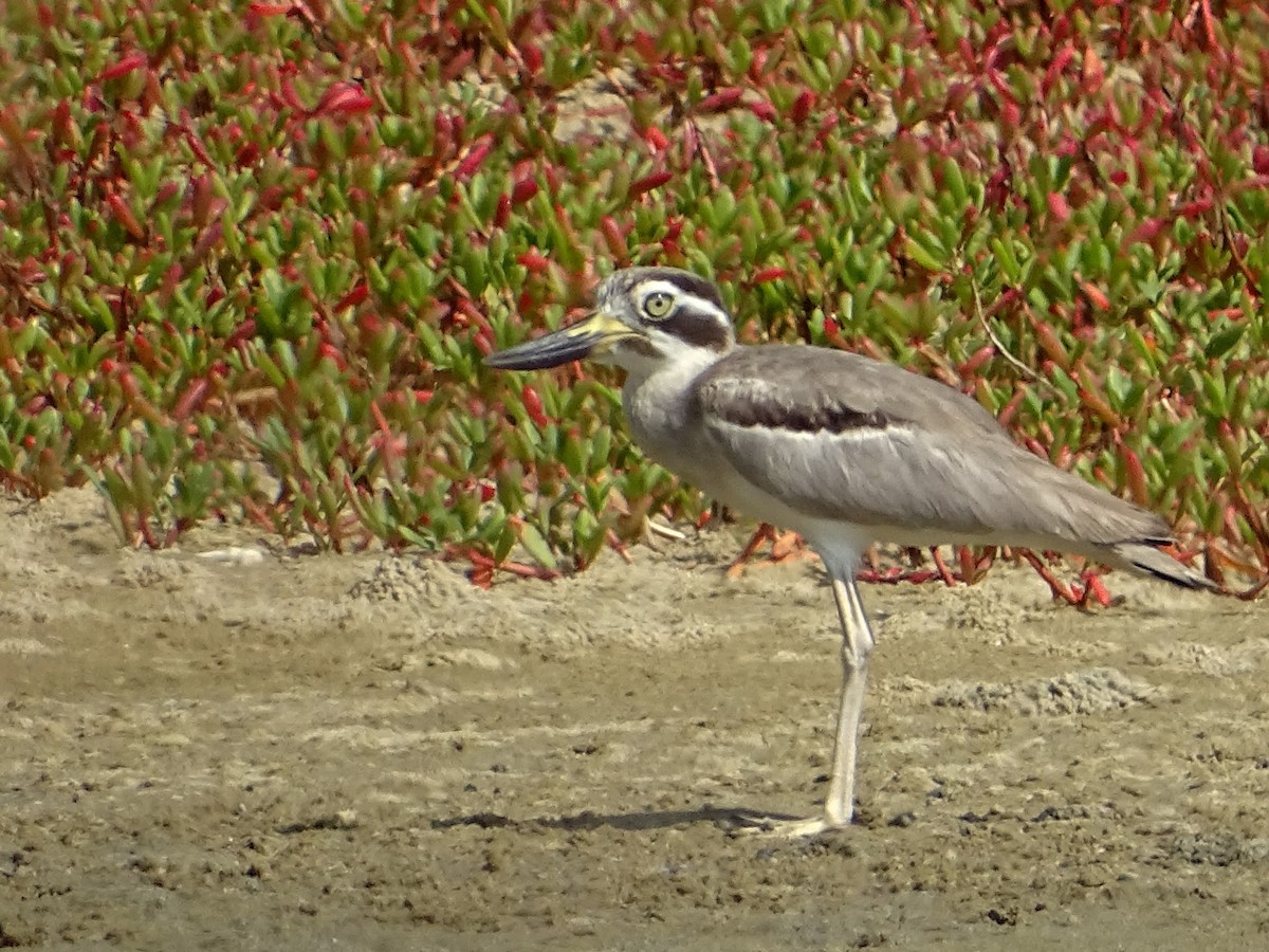 Great Thick-knee - ML643527643