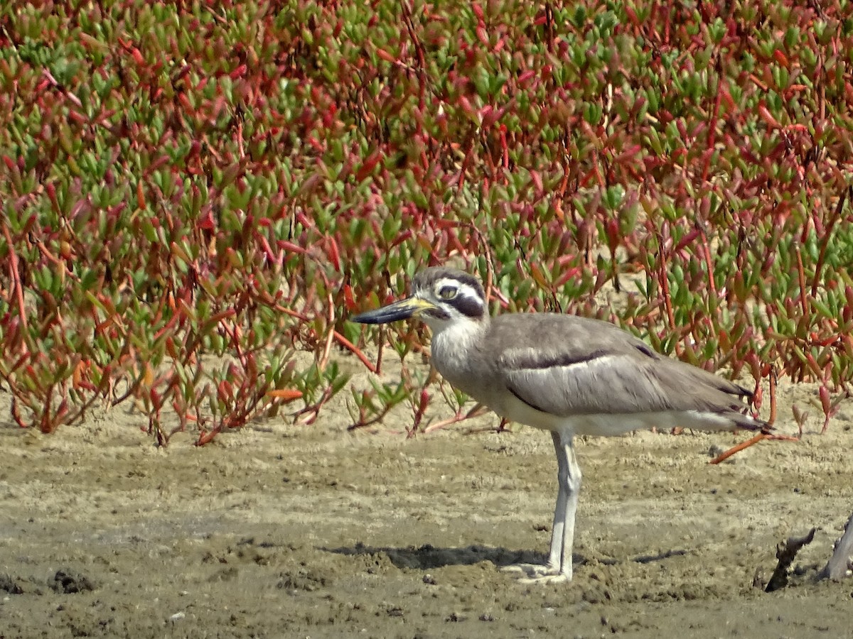 Great Thick-knee - ML643527644