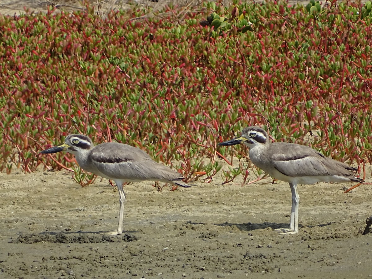 Great Thick-knee - ML643527645