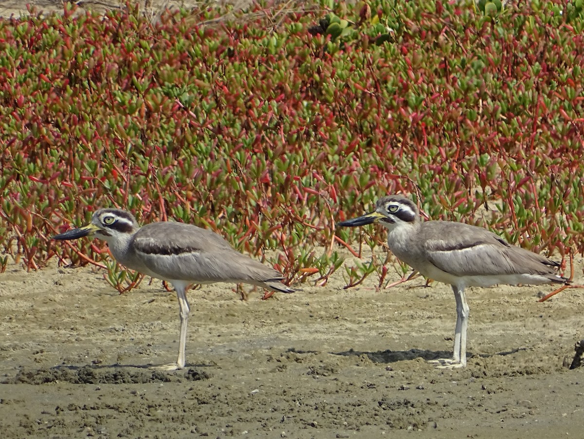 Great Thick-knee - ML643527646