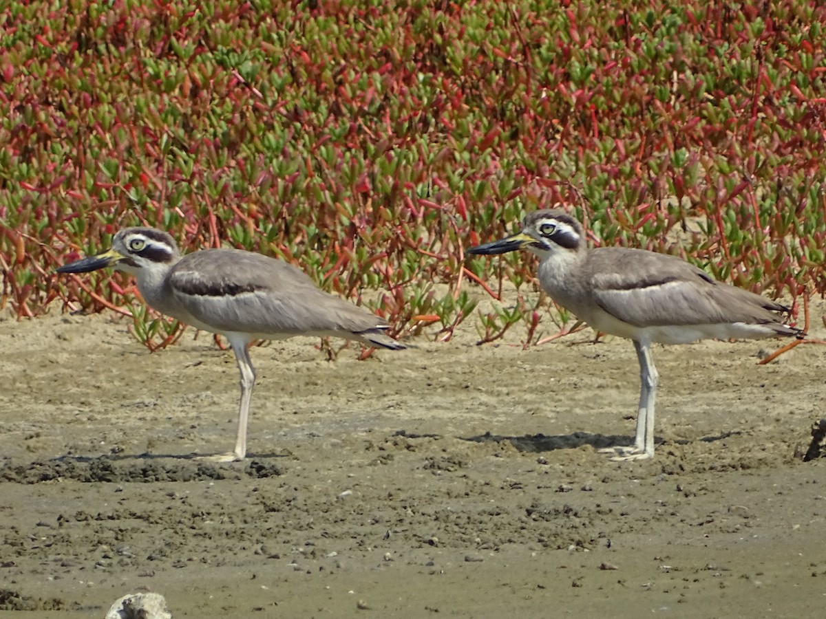 Great Thick-knee - ML643527647