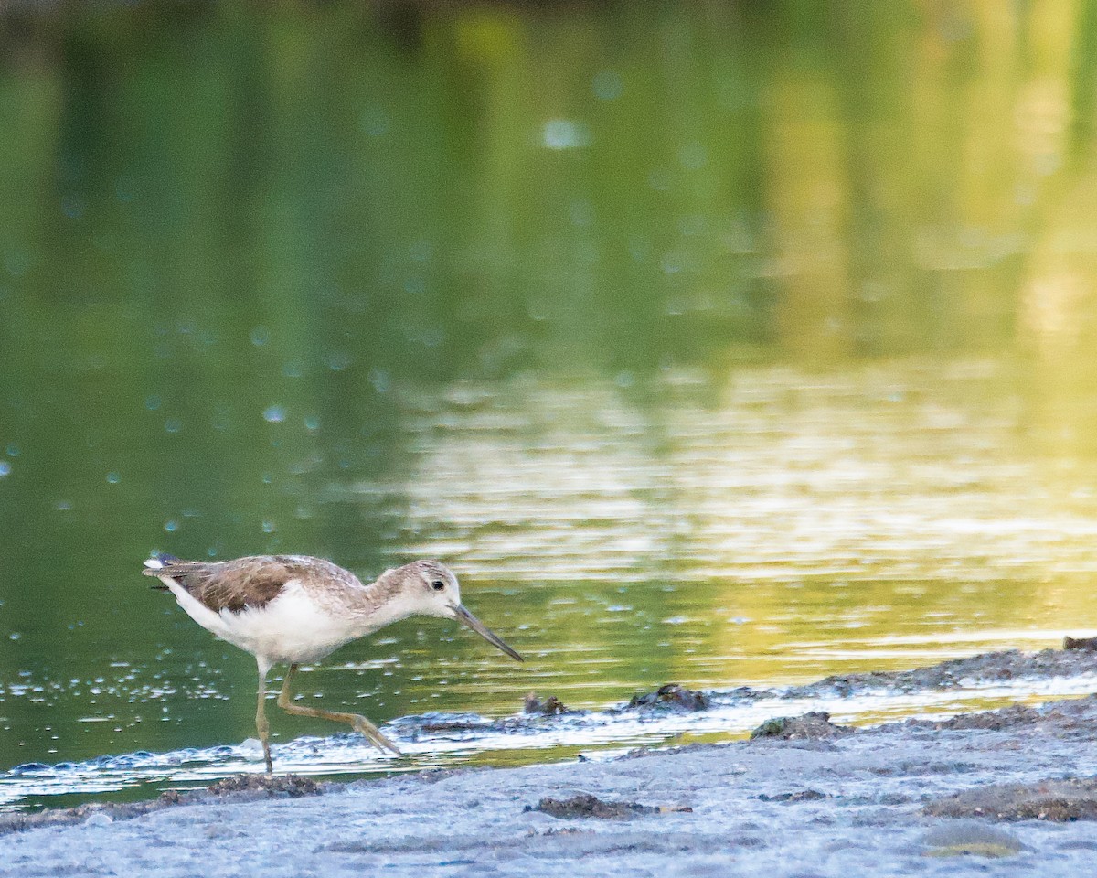 青足鷸 - ML643527650