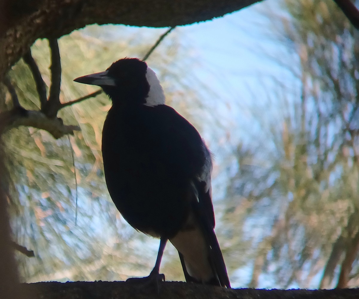 Australian Magpie - ML643527652