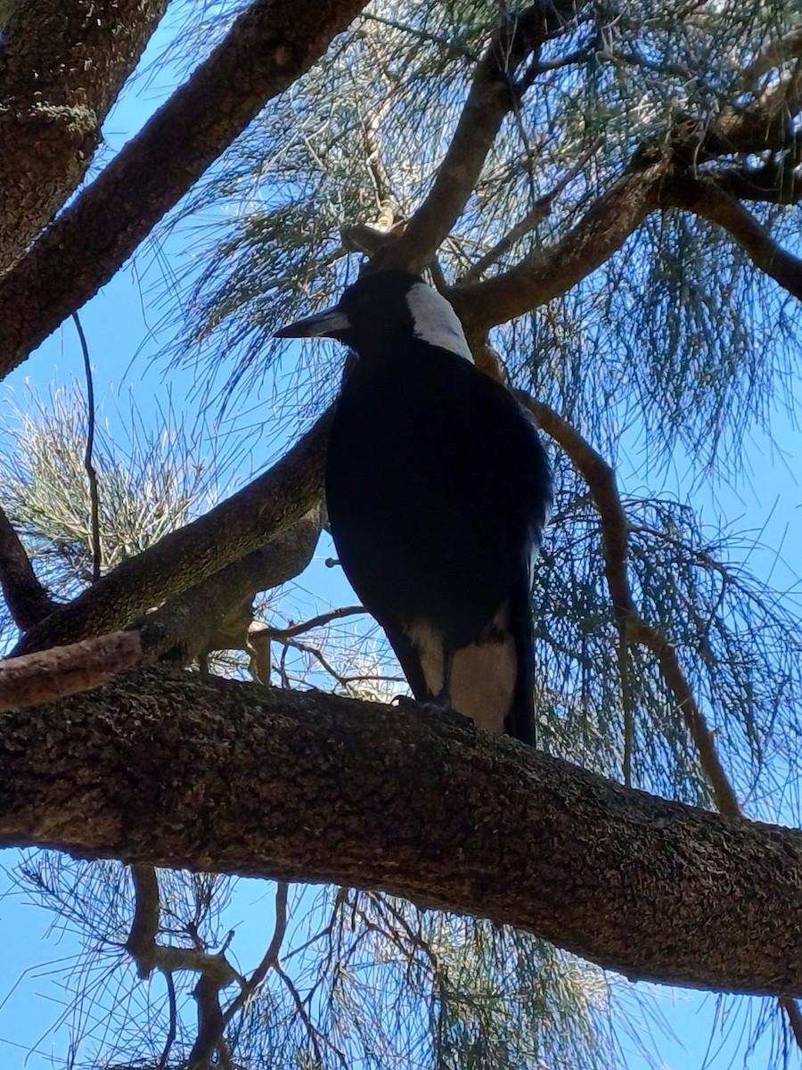 Australian Magpie - ML643527663