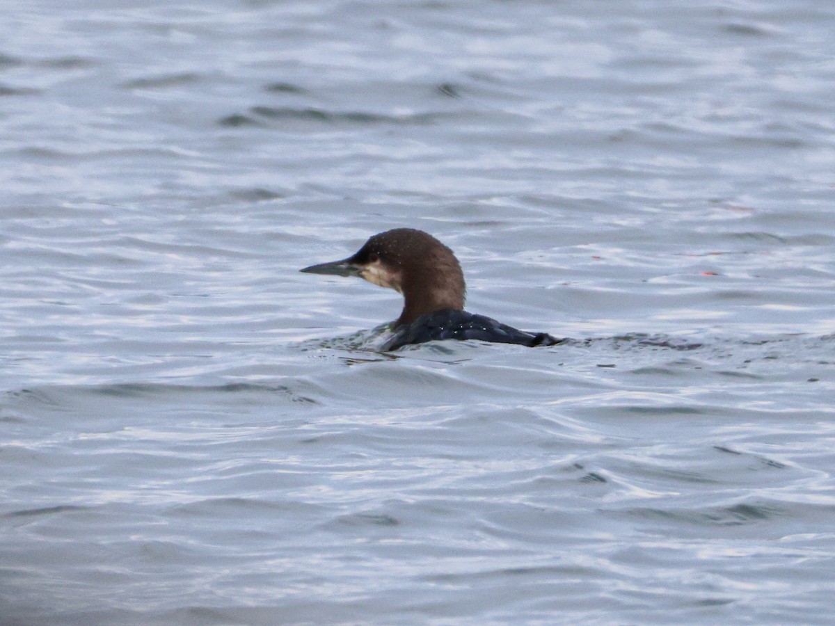Pacific Loon - ML643527664