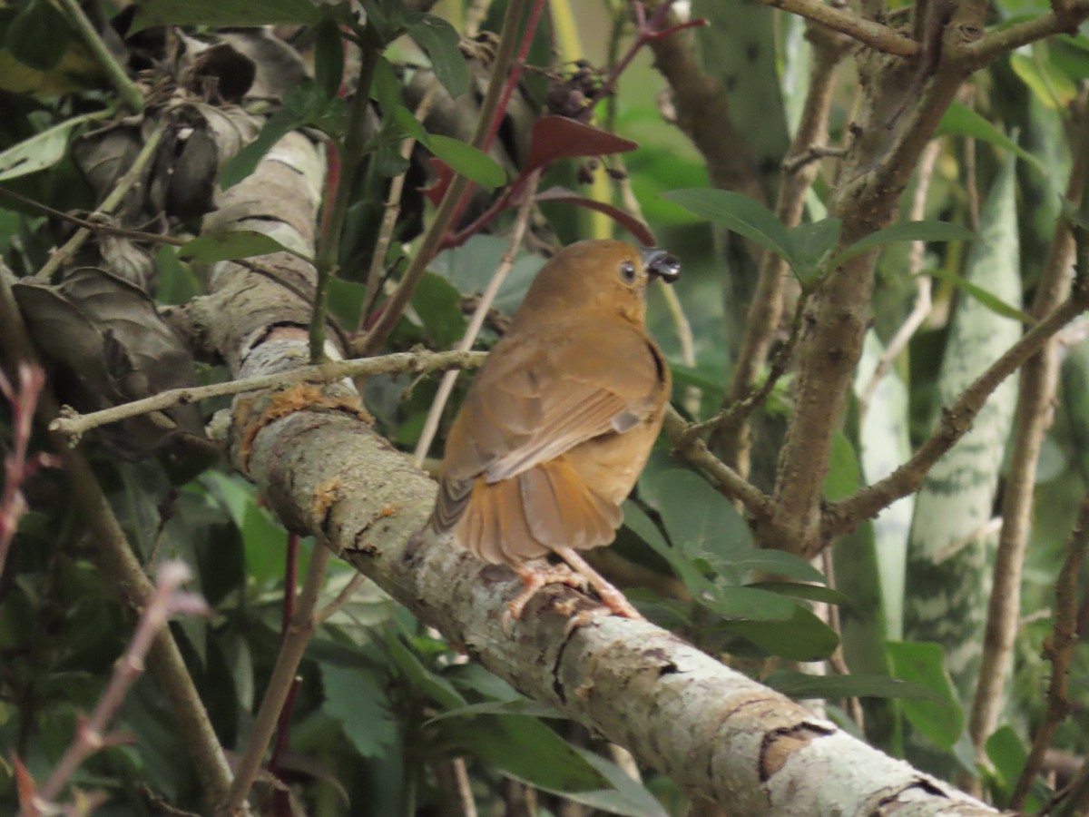 Red-throated Ant-Tanager - ML643527665
