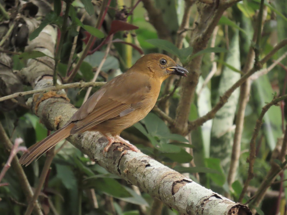 Red-throated Ant-Tanager - ML643527666