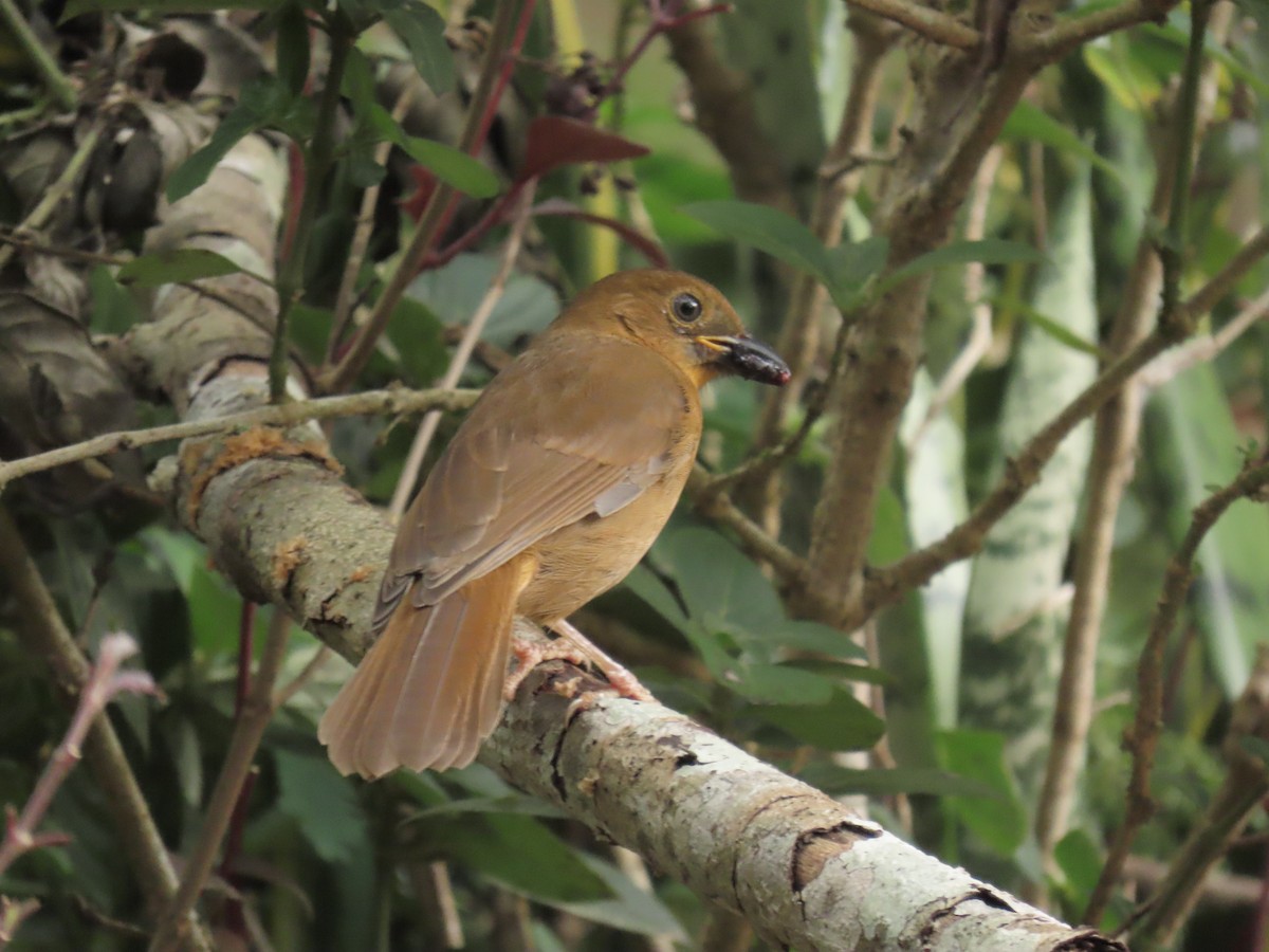 Red-throated Ant-Tanager - ML643527667