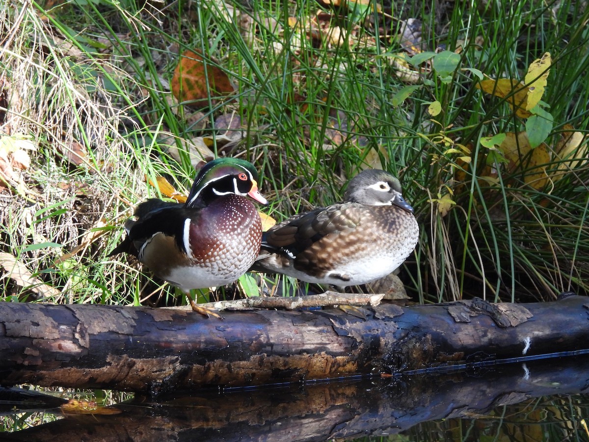 Canard branchu - ML643527677