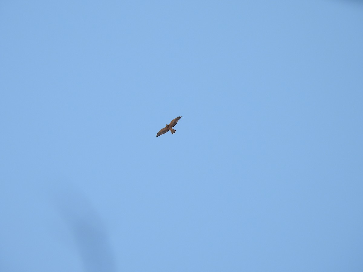 Swainson's Hawk - ML643527683