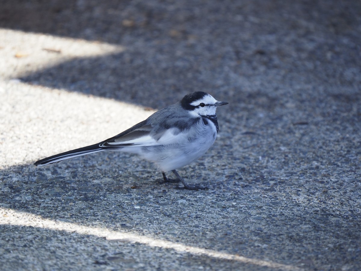 White Wagtail (Black-backed) - ML643527721