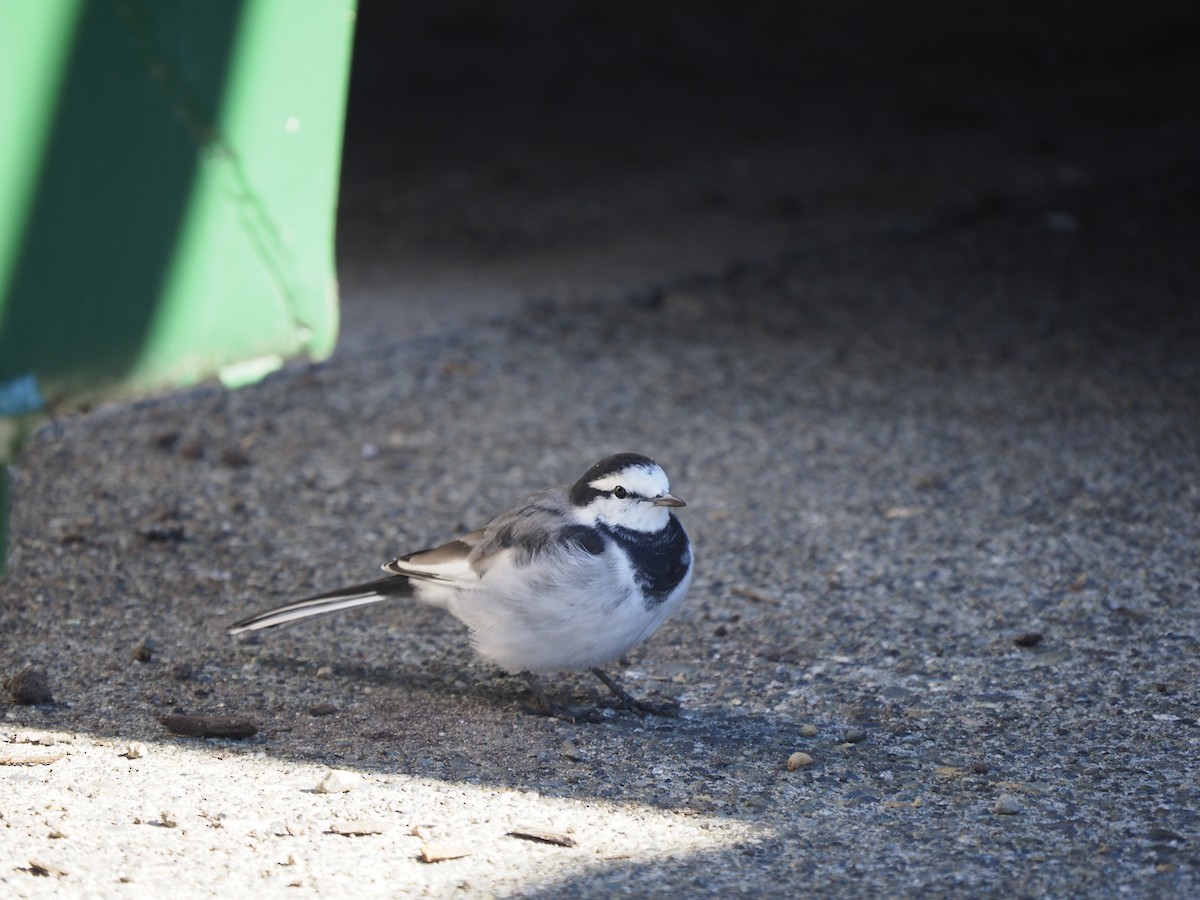White Wagtail (Black-backed) - ML643527722