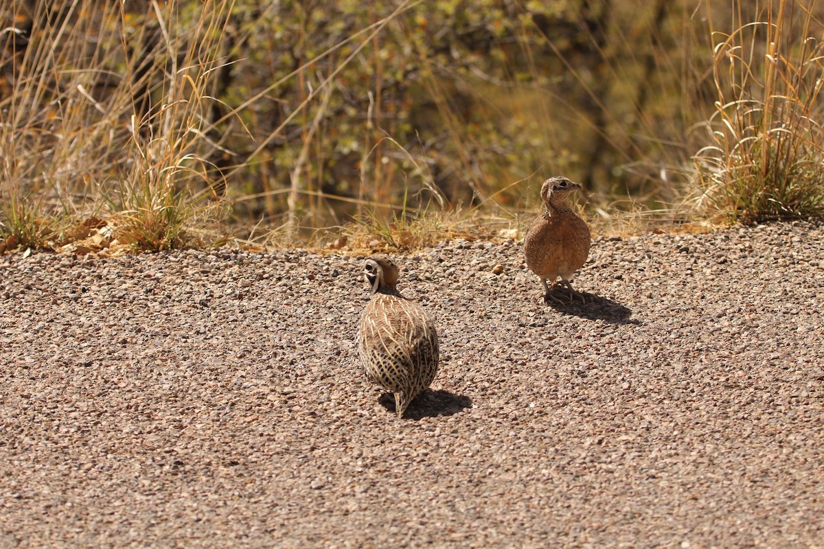 Montezuma Quail - ML643527728