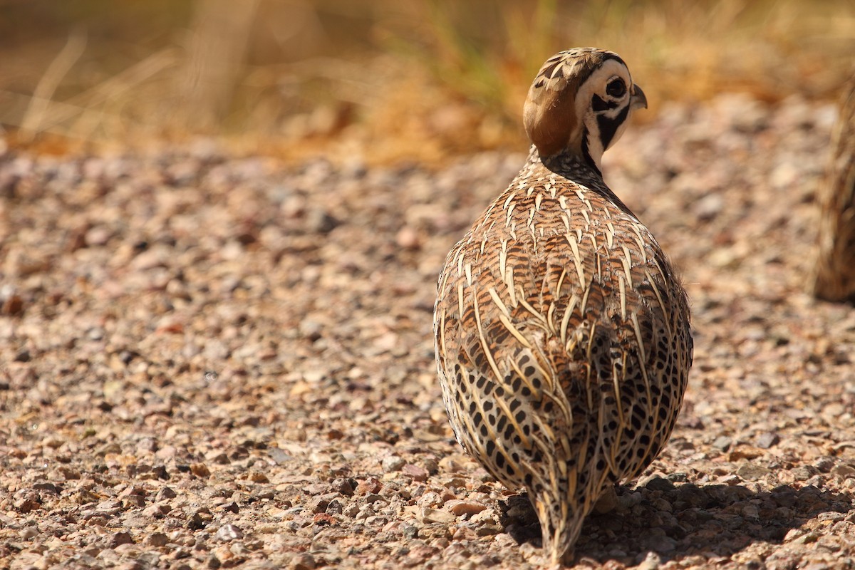 Montezuma Quail - ML643527729