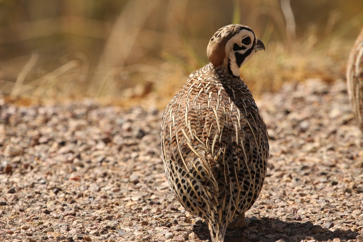 Montezuma Quail - ML643527730