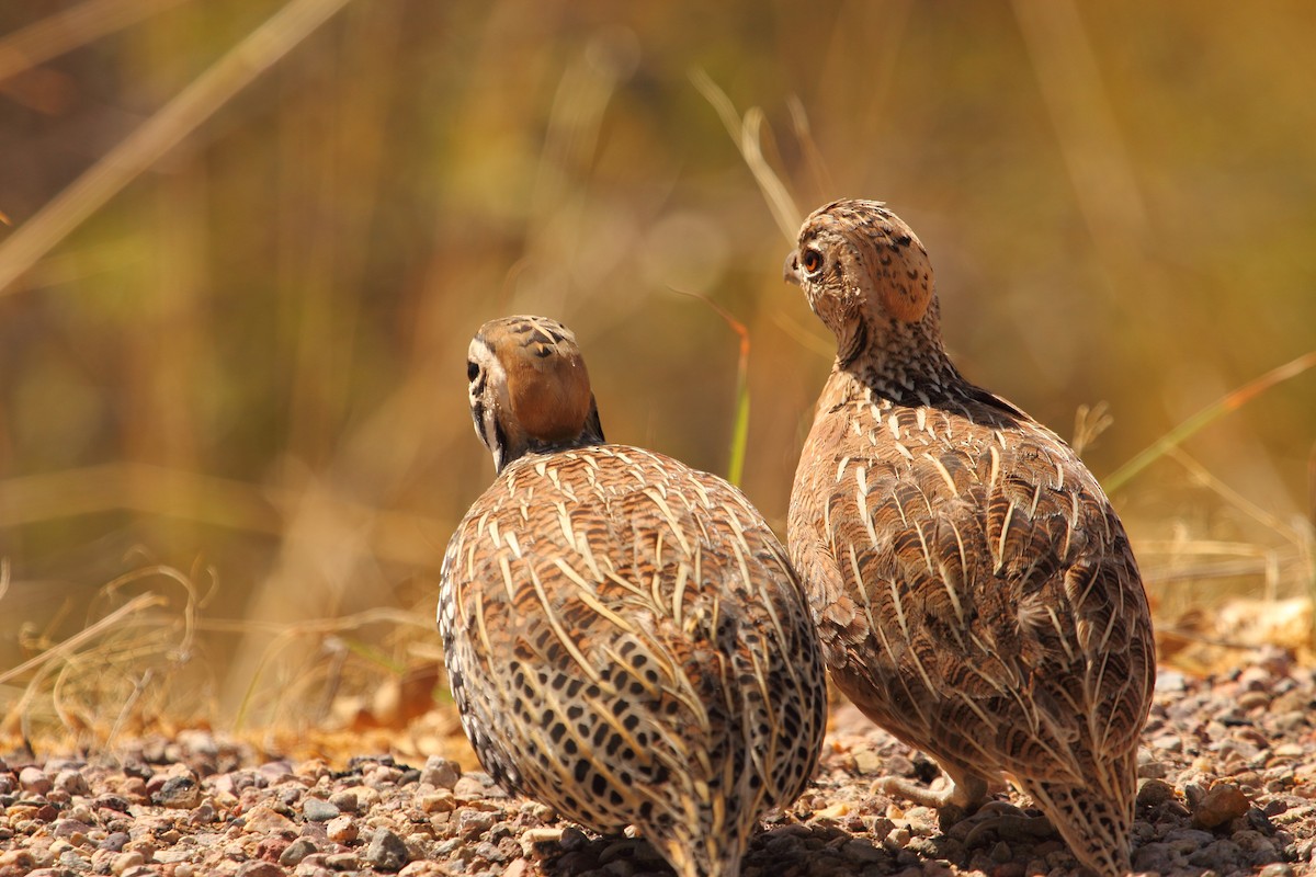 Montezuma Quail - ML643527732