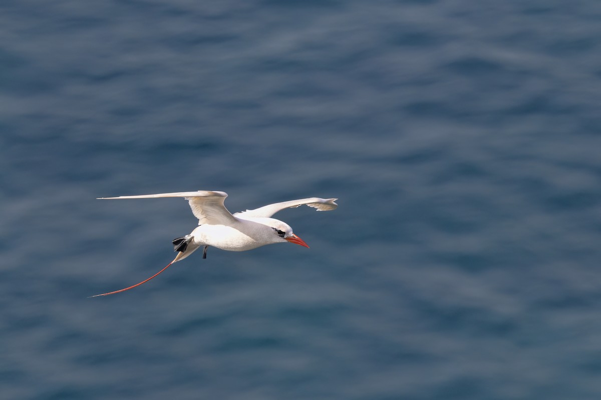 Red-tailed Tropicbird - ML643527735