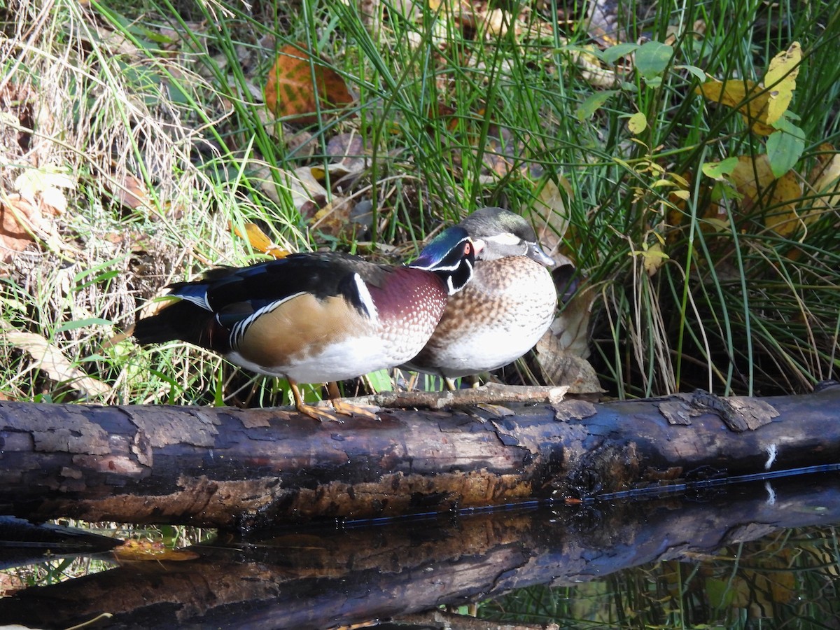 Canard branchu - ML643527741