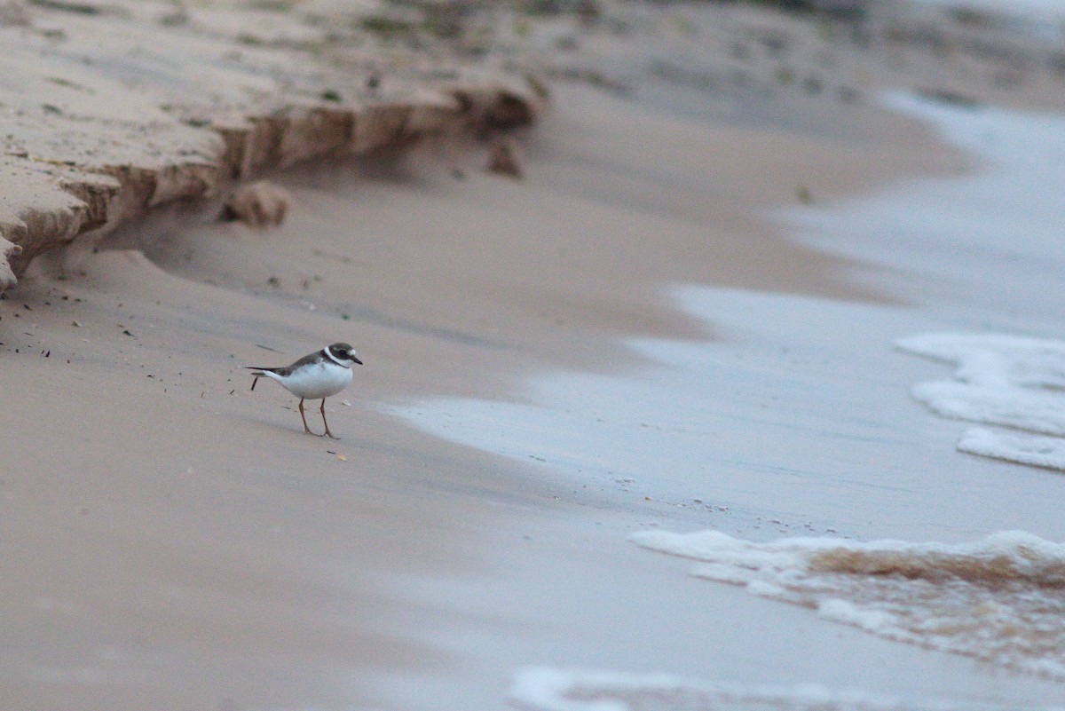 Common Ringed Plover - ML643527773