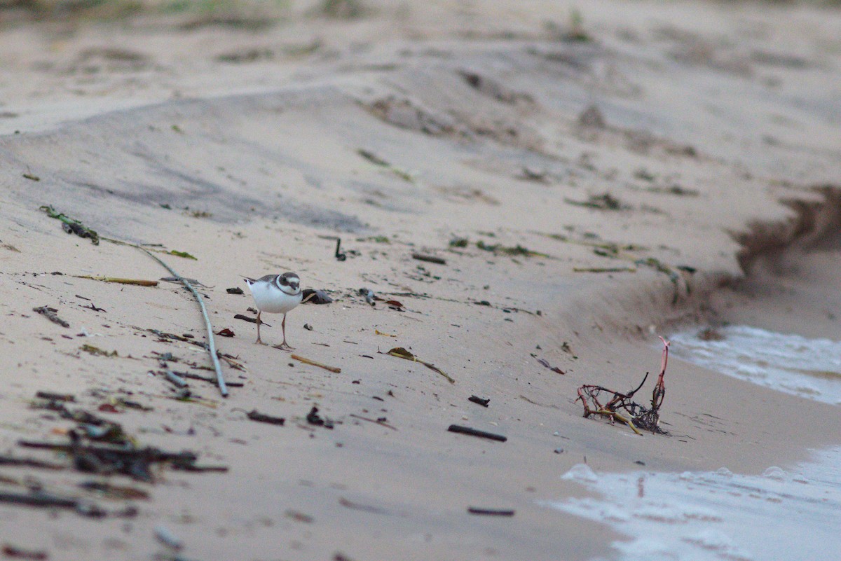 Common Ringed Plover - ML643527775
