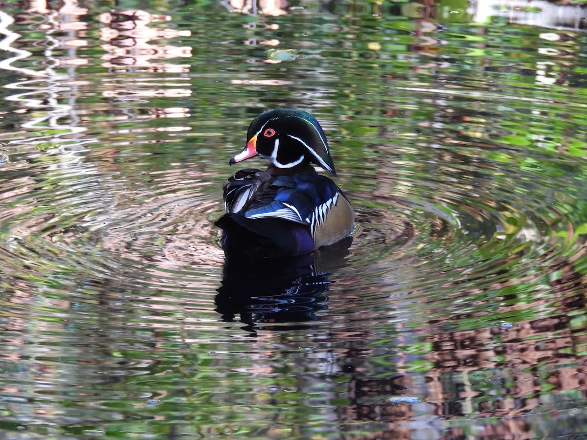 Canard branchu - ML643527794