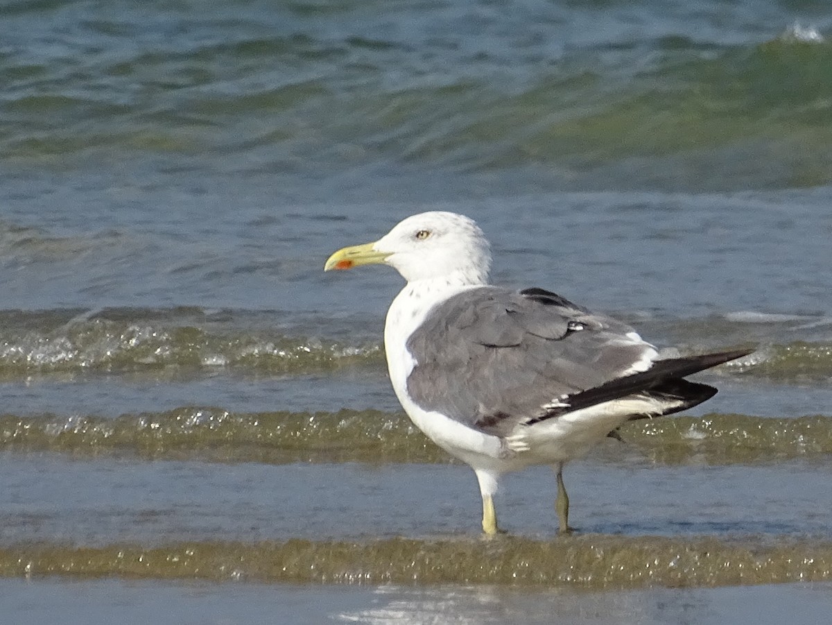 Lesser Black-backed Gull - ML643527795