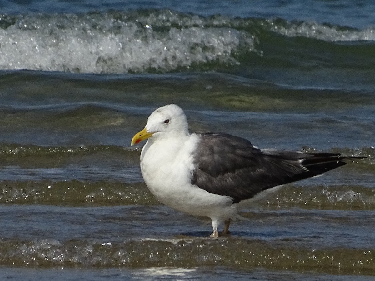 Lesser Black-backed Gull - ML643527796