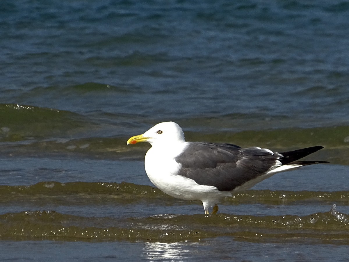 Lesser Black-backed Gull - ML643527797