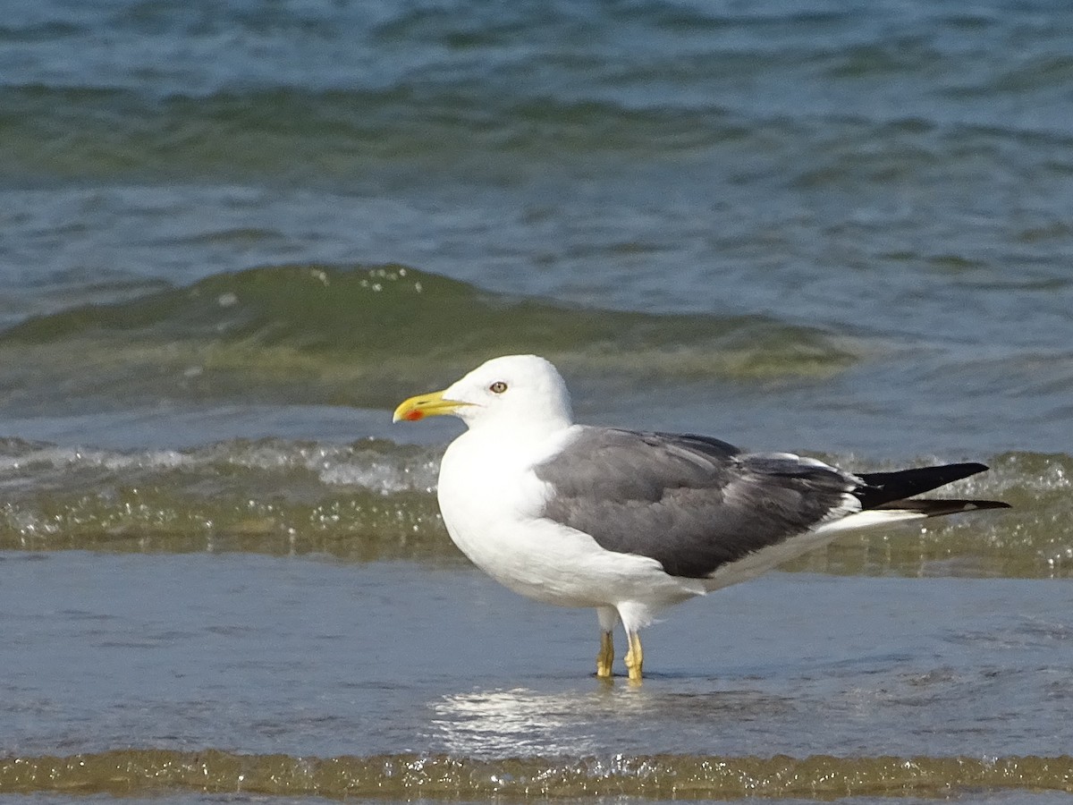 Lesser Black-backed Gull - ML643527798