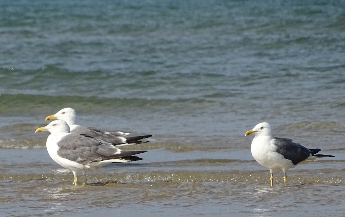 Lesser Black-backed Gull - ML643527799