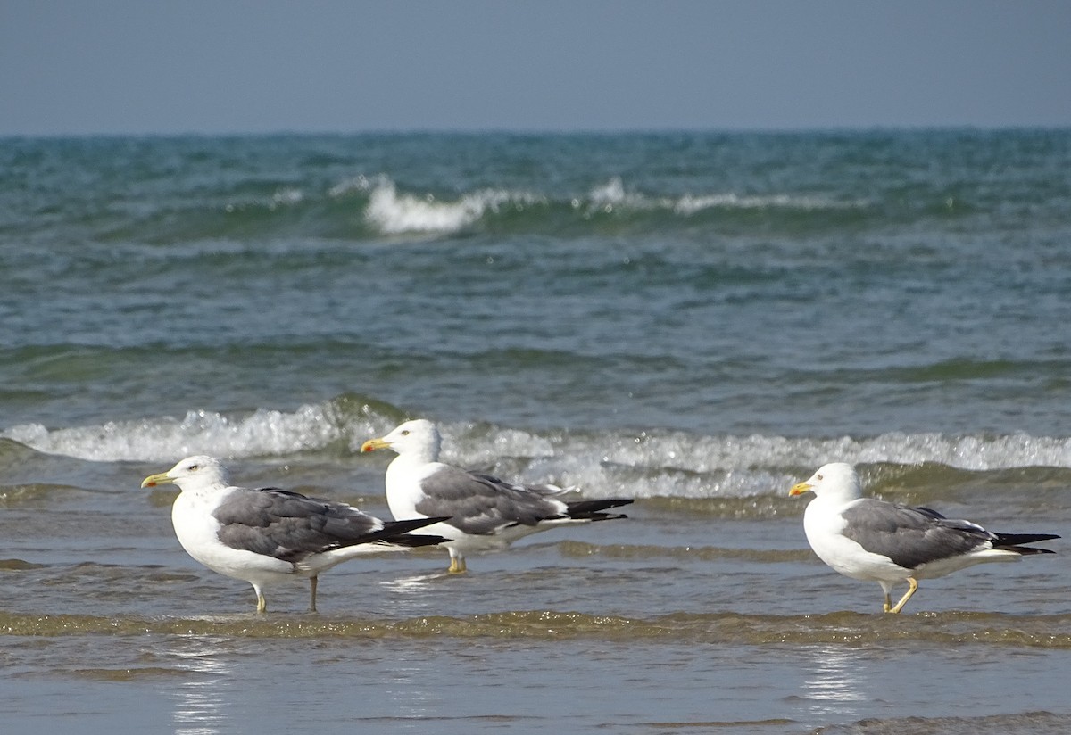 Lesser Black-backed Gull - ML643527800
