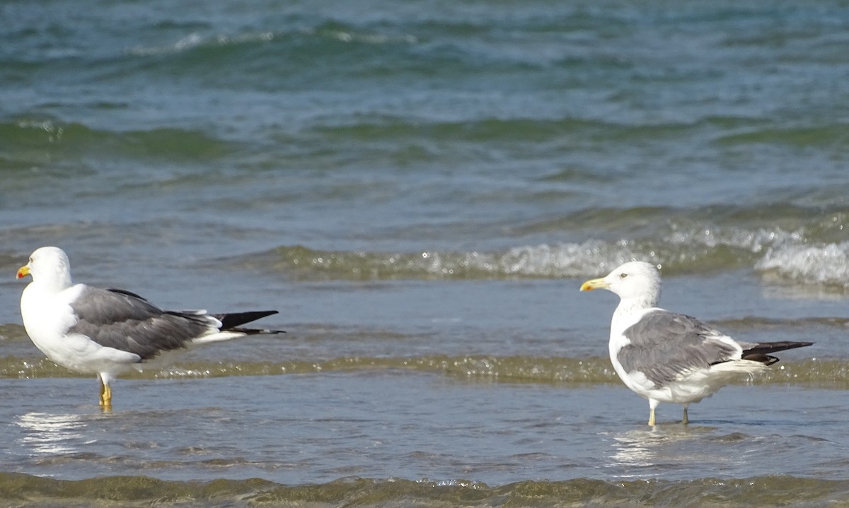 Lesser Black-backed Gull - ML643527801