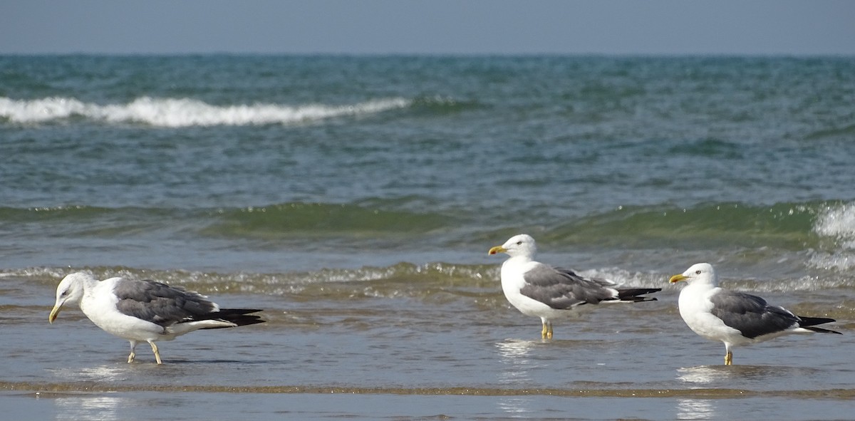 Lesser Black-backed Gull - ML643527802