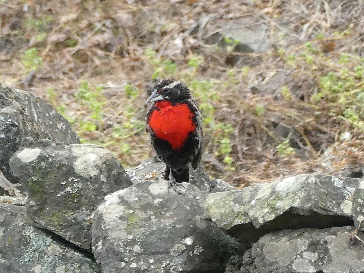 Peruvian Meadowlark - ML643527808