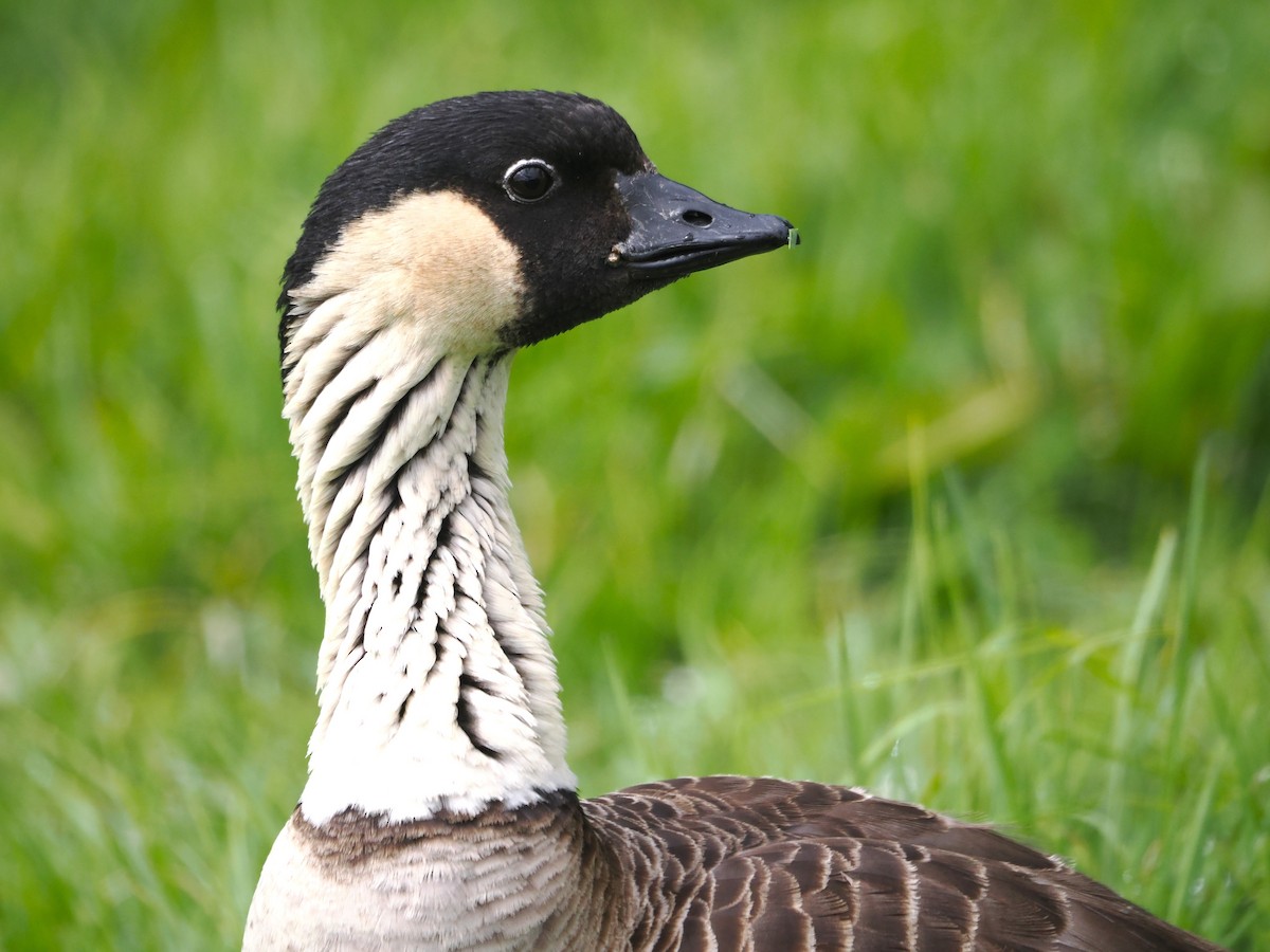 Hawaiian Goose - ML643527837