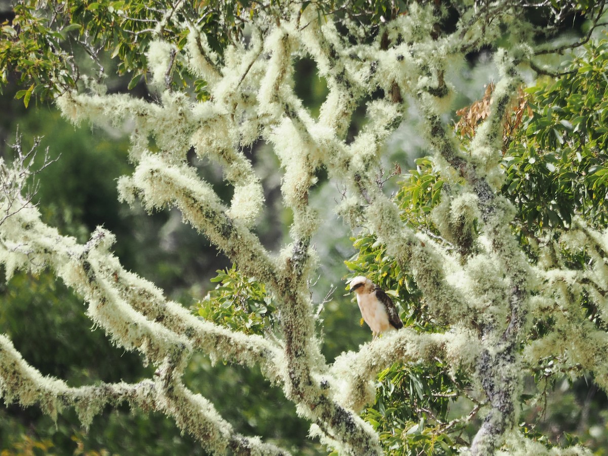 Hawaiian Hawk - ML643527844