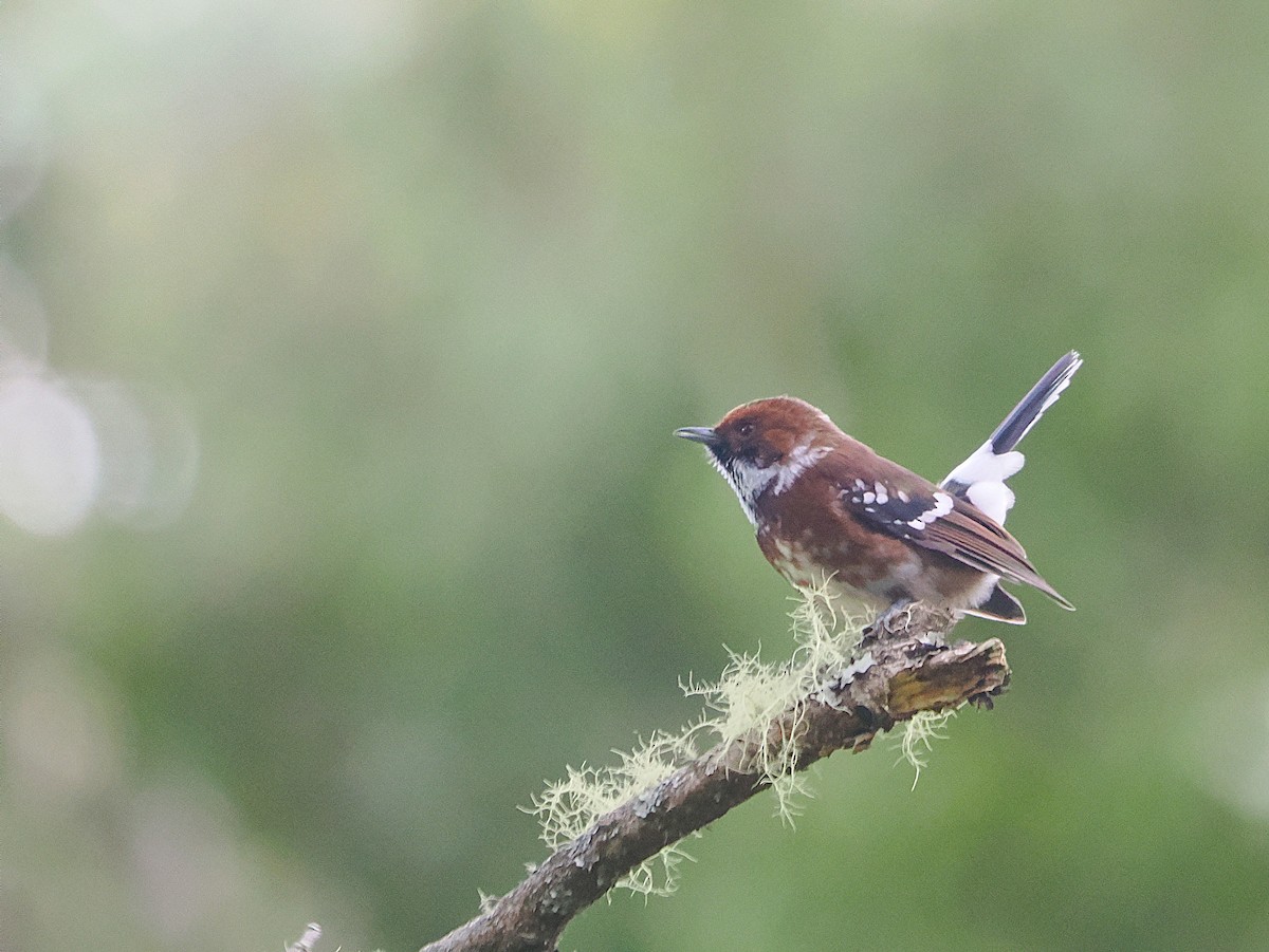 Hawaii Elepaio (Hilo coast) - ML643527850