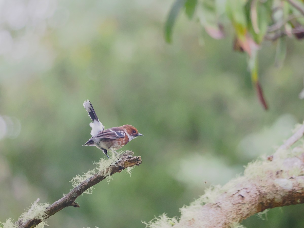 Hawaii Elepaio (Hilo coast) - ML643527851