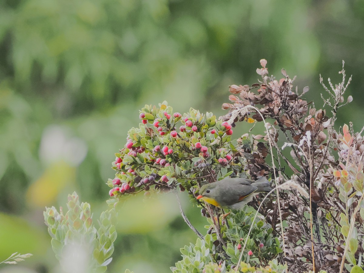Red-billed Leiothrix - ML643527857