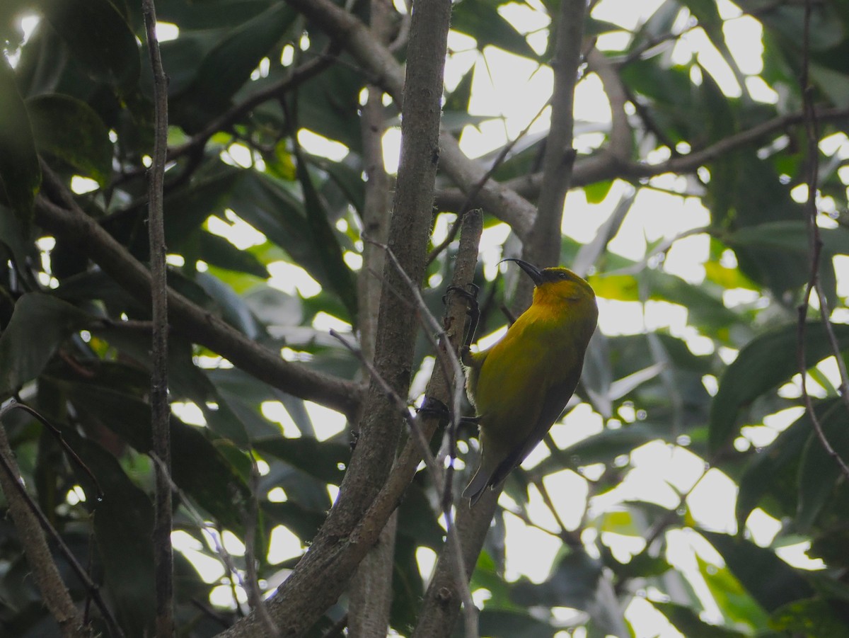 Akiapolaau - ML643527868