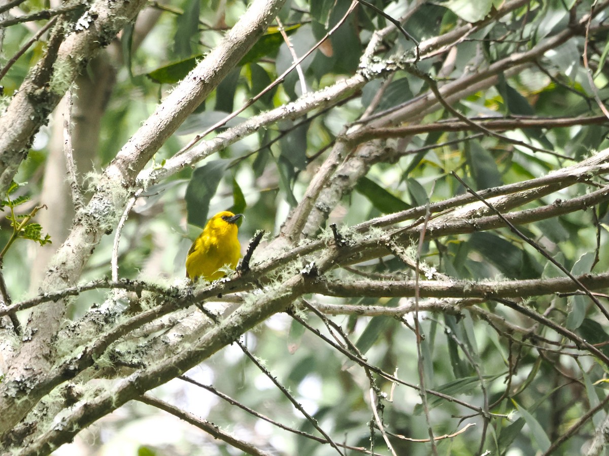 Akiapolaau - ML643527869