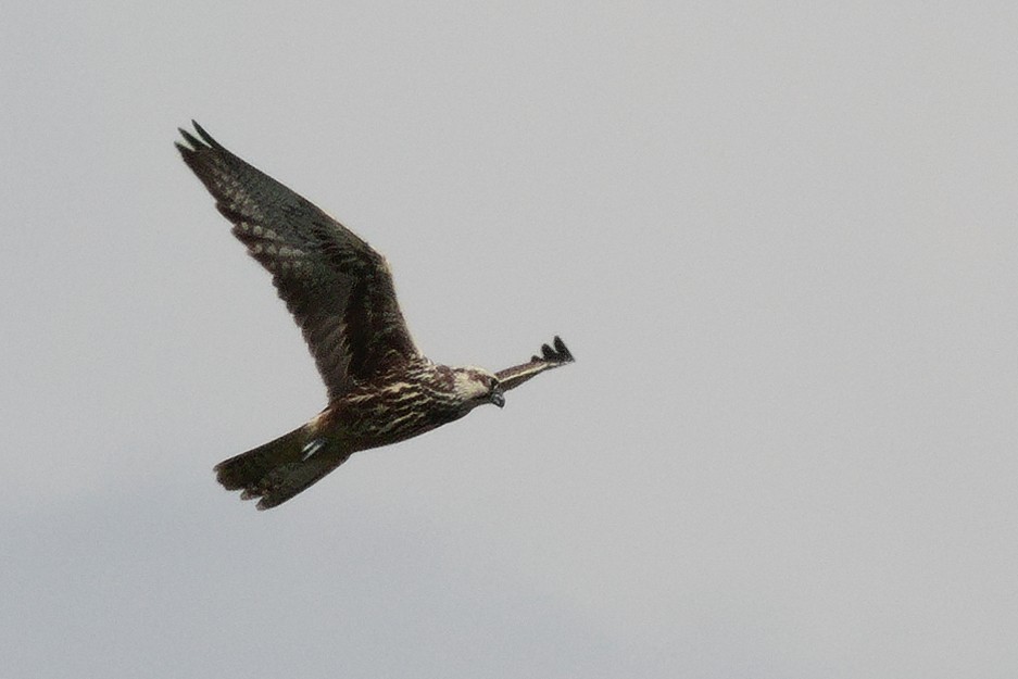 Saker Falcon - ML643527871