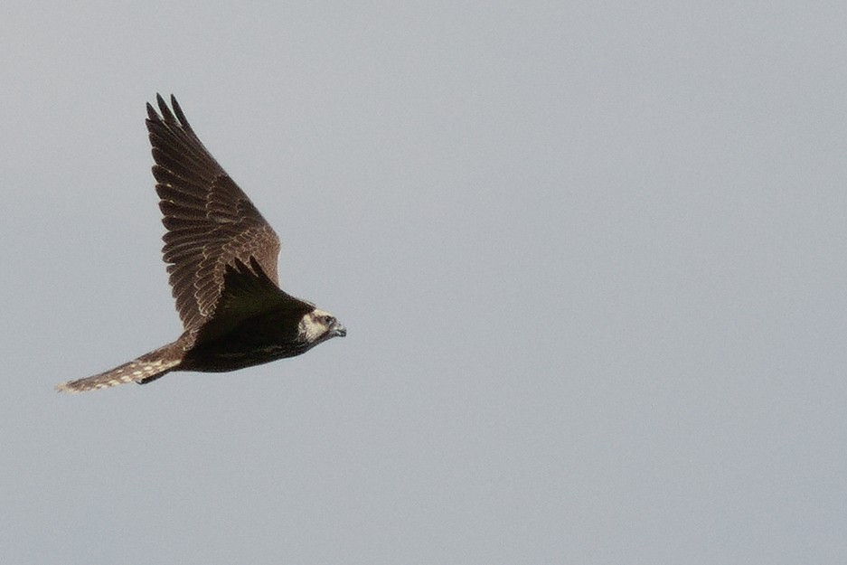 Saker Falcon - ML643527872