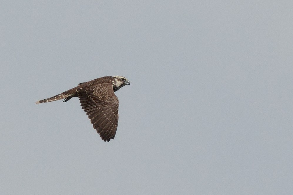Saker Falcon - ML643527873