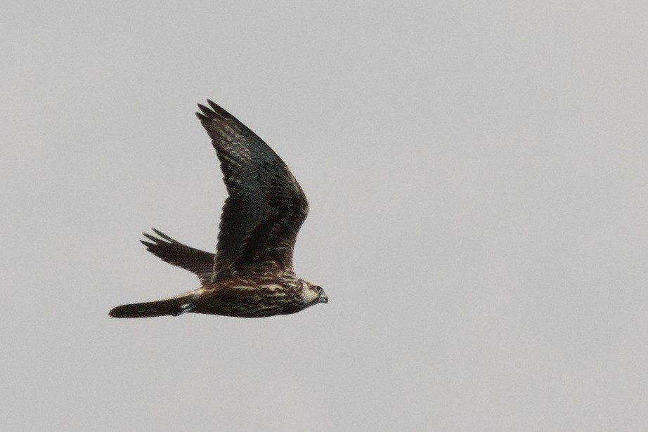 Saker Falcon - ML643527874