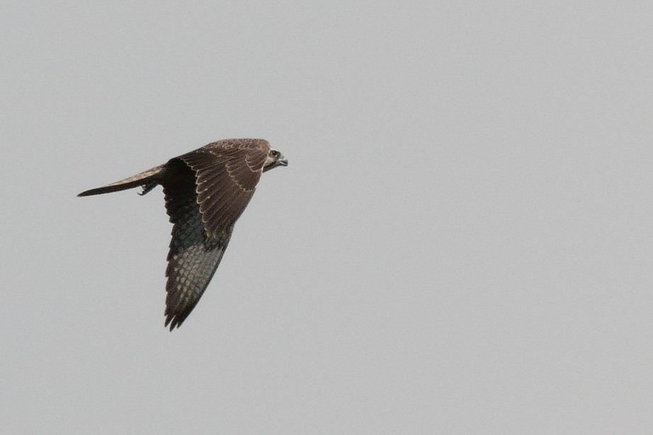 Saker Falcon - ML643527875