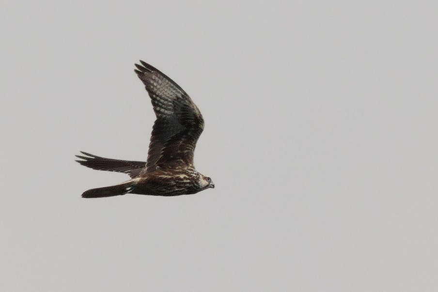Saker Falcon - ML643527876